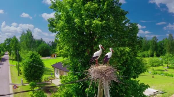 巣の中に２つのコウノトリ 村の極に鳥がいる巣 鳥の巣がある田舎の家の近くの電柱 — ストック動画