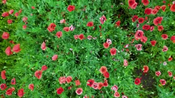 Χωράφι Λουλούδια Πολύχρωμα Αγριολούλουδα Στην Κορυφή Ένα Χωράφι Ζωντανά Φυτά — Αρχείο Βίντεο