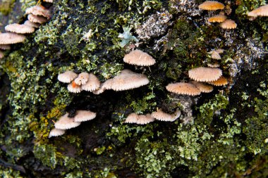 Eski ağaç büyüyen küçük mantar. 