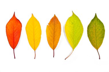 Kiraz ağaç izole üzerinde beyaz yaprak farklı sonbaharında yakışmak 