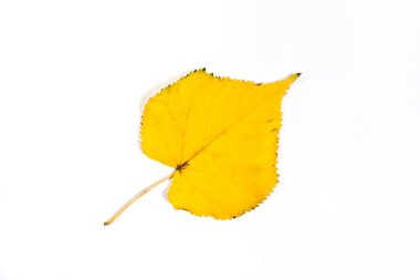 Sonbahar kavak ağacı yaprak beyaz arka plan üzerinde izole. Clippi ile