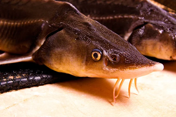 Närbild bild av sterlet fisken på fisknät. Sterlet är en s — Stockfoto