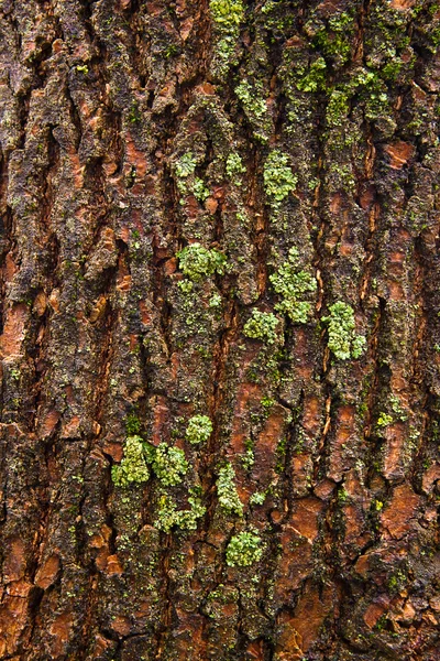 Casca com musgo e fungo como textura de fundo — Fotografia de Stock