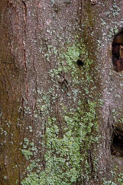 Bark with moss and fungus as background texture — Stock Photo, Image