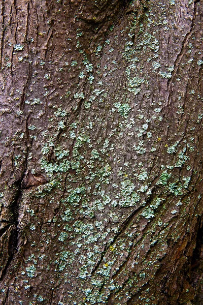 树皮与苔藓和真菌作为背景纹理 — 图库照片