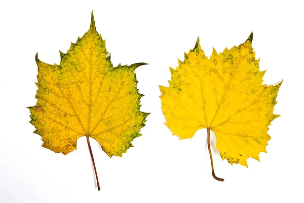 Uma espécie de folhas de uvas de outono diferentes isoladas em backg branco — Fotografia de Stock