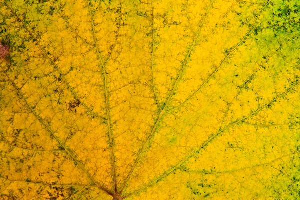 Осенний лист винограда в качестве фона . — стоковое фото