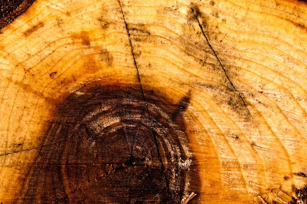 Drewno tekstury pniu drzewa cięte, szczelnie-do góry. Cięcie owoców — Zdjęcie stockowe