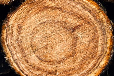 Ahşap dokusu kesilerek ağaç gövdesi, yakın çekim. Meyve kaba kesim 