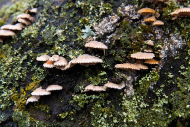 Eski ağaç büyüyen küçük mantar. 