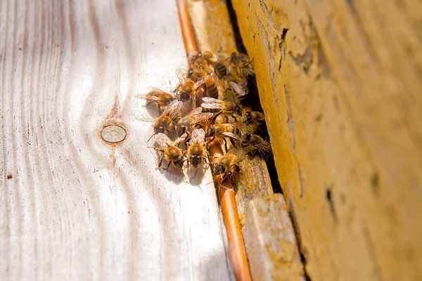 Un montón de abejas en la entrada de la colmena en el colmenar . —  Fotos de Stock