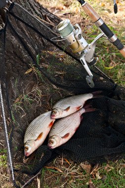 Tatlı su balık ve balıkçılık çubuklar balıkçılık reel ile alıcı.