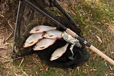 Tatlı su balık ve balıkçılık çubuklar balıkçılık reel ile alıcı.