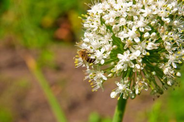 Çiçek üzerinde çalışma arı görünümü kadar kapatın. 