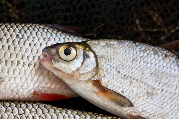 Закрыть обзор обыкновенной рыбы-леща, только что извлеченной из воды — стоковое фото