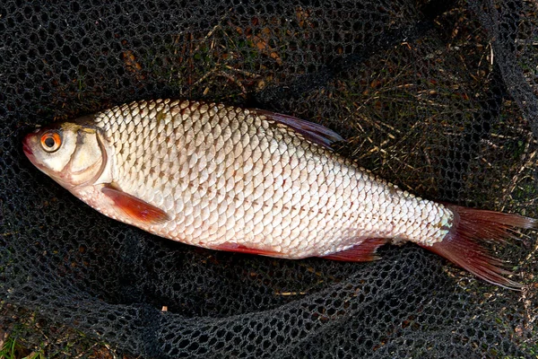 Vista de cerca de los peces de cucaracha recién sacados del agua . —  Fotos de Stock