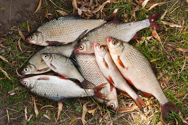 Pile of freshwater roach fish as background.