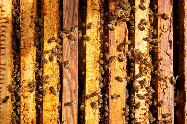 Zbliżenie pszczoły ROI na plaster miodu. — Zdjęcie stockowe