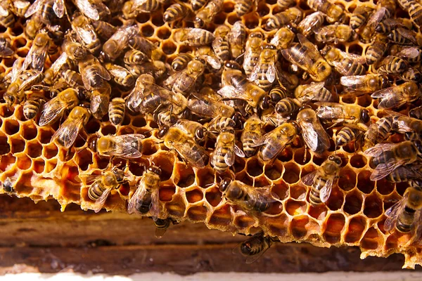 Busy bees, close up view of the working bees on honeycomb. — Stock Photo, Image