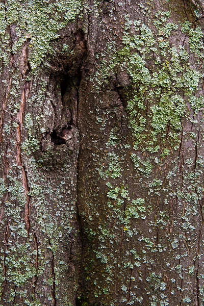 Casca com musgo e fungo como textura de fundo — Fotografia de Stock