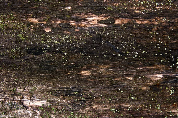 Mossa och mögel påverkar en plankor. — Stockfoto