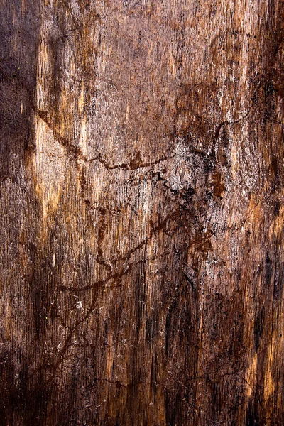 Moss y moho afectan a tablones de madera . —  Fotos de Stock