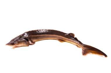 Fresh sterlet fish isolated on white. Sterlet is a small sturgeo