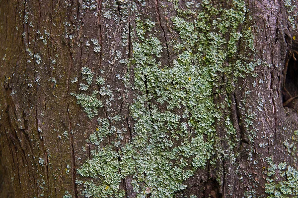 树皮与苔藓和真菌作为背景纹理 — 图库照片