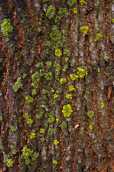 Casca com musgo e fungo como textura de fundo — Fotografia de Stock