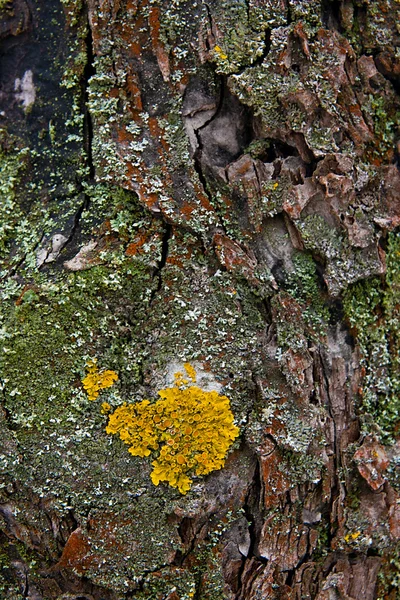 Bark with moss and fungus as background texture — Stock Photo, Image