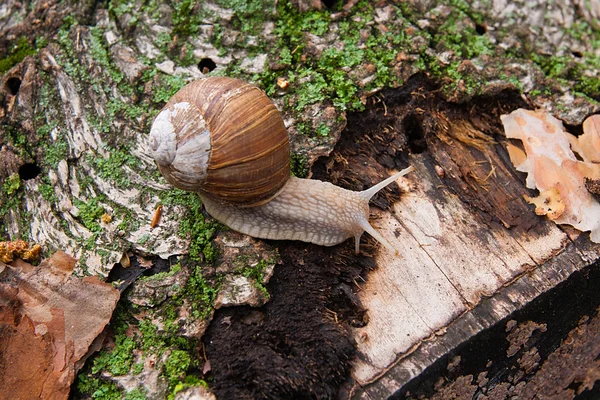 Helix pomatia, common names the Burgundy snail, Roman snail, edi — Stock Photo, Image