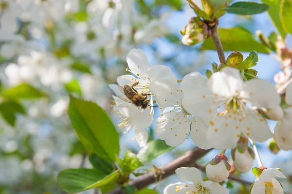 La abeja recoge el néctar y el polen en la rama floreciente del cerezo — Foto de Stock