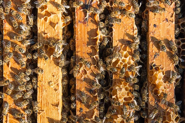 Vue rapprochée des abeilles essaim sur un nid d'abeilles . — Photo