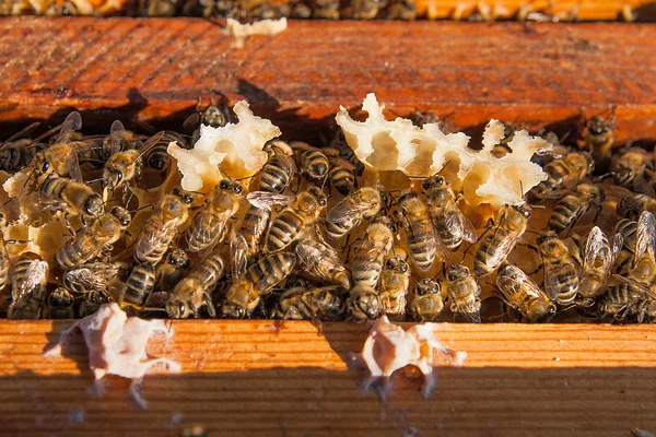 Close-up van de bijen zwermen op een honingraat. — Stockfoto