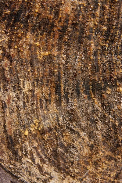 Textura de madeira de tronco de árvore cortada. — Fotografia de Stock