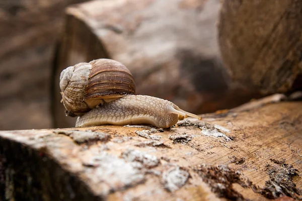 蜗牛，共同命名的勃艮第蜗牛、 罗马蜗牛、 电子数据交换 — 图库照片
