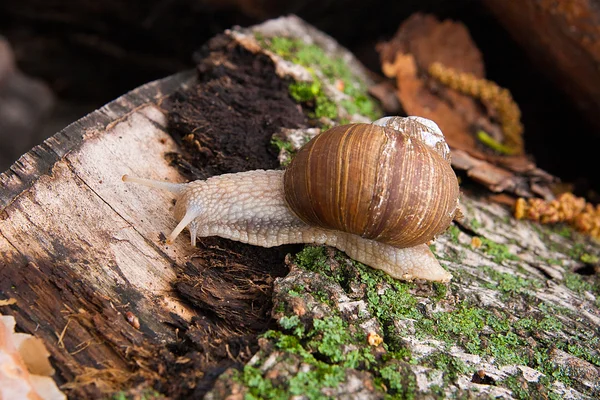 Helix pomatia, nomes comuns o caracol Borgonha, caracol romano, edi — Fotografia de Stock