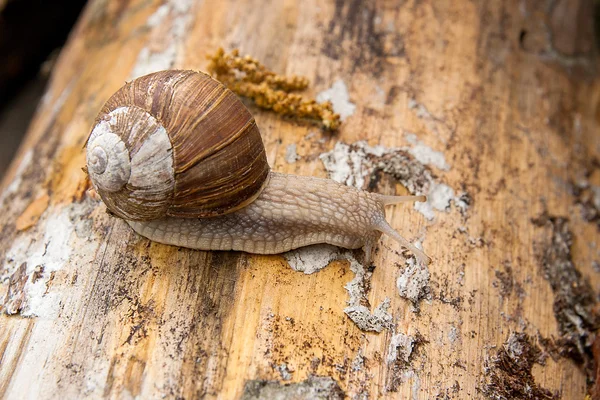 Helix pomatia, nomes comuns o caracol Borgonha, caracol romano, edi — Fotografia de Stock