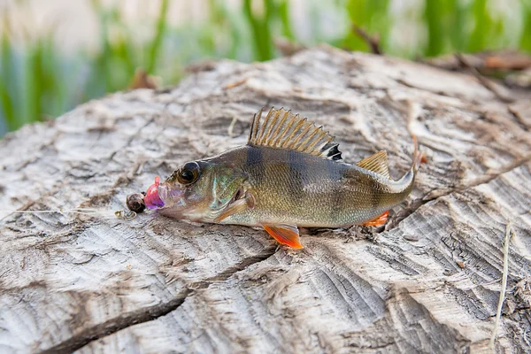 그냥 물에서 가져온 농 어 물고기. — 스톡 사진