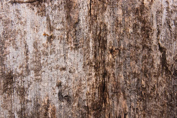 Moss en schimmel van invloed zijn op een houten planken. — Stockfoto