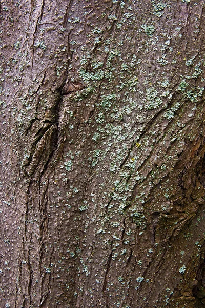 Bark with moss and fungus as background texture — Stock Photo, Image