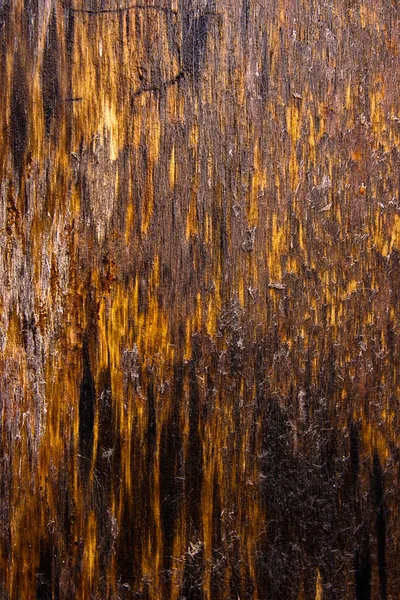 Musgo e mofo afetam uma tábuas de madeira . — Fotografia de Stock