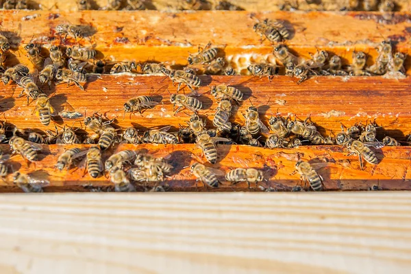 Κλείνω πάνω θέα των μελισσών σμήνη σε μια κηρήθρα. — Φωτογραφία Αρχείου