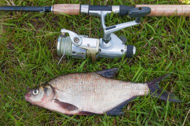 Yeşil çimenlerin üzerinde ortak çipura balık. Tatlı su balığı ve f alıcı