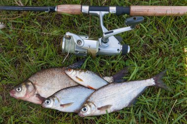 O birkaç ortak çipura balık ve gümüş çipura veya beyaz çipura balık