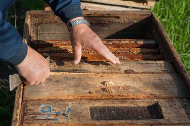 Bir kovan arı kolonisi Sağlık sağlamak için kontrol arıcı.