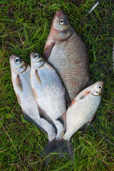 Diversi pesci orata comune e orata d'argento o pesci orata bianca o — Foto Stock