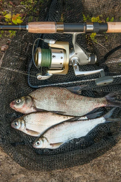 O birkaç ortak çipura balık ve gümüş çipura veya beyaz çipura balık — Stok fotoğraf
