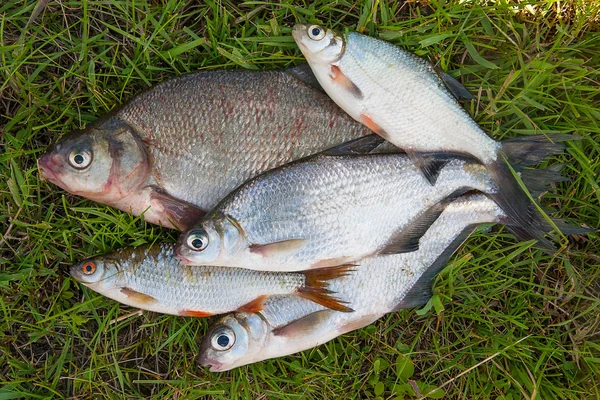 Varios peces de besugo común y dorada de plata o pescado de dorada blanca o — Foto de Stock