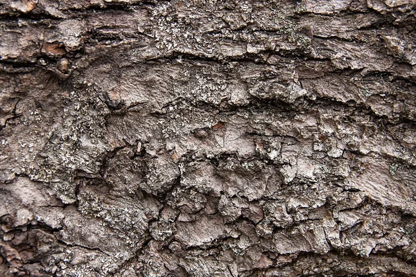 Bark textura fundo padrão crack marrom velho para design — Fotografia de Stock